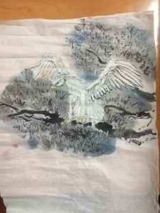 鹰